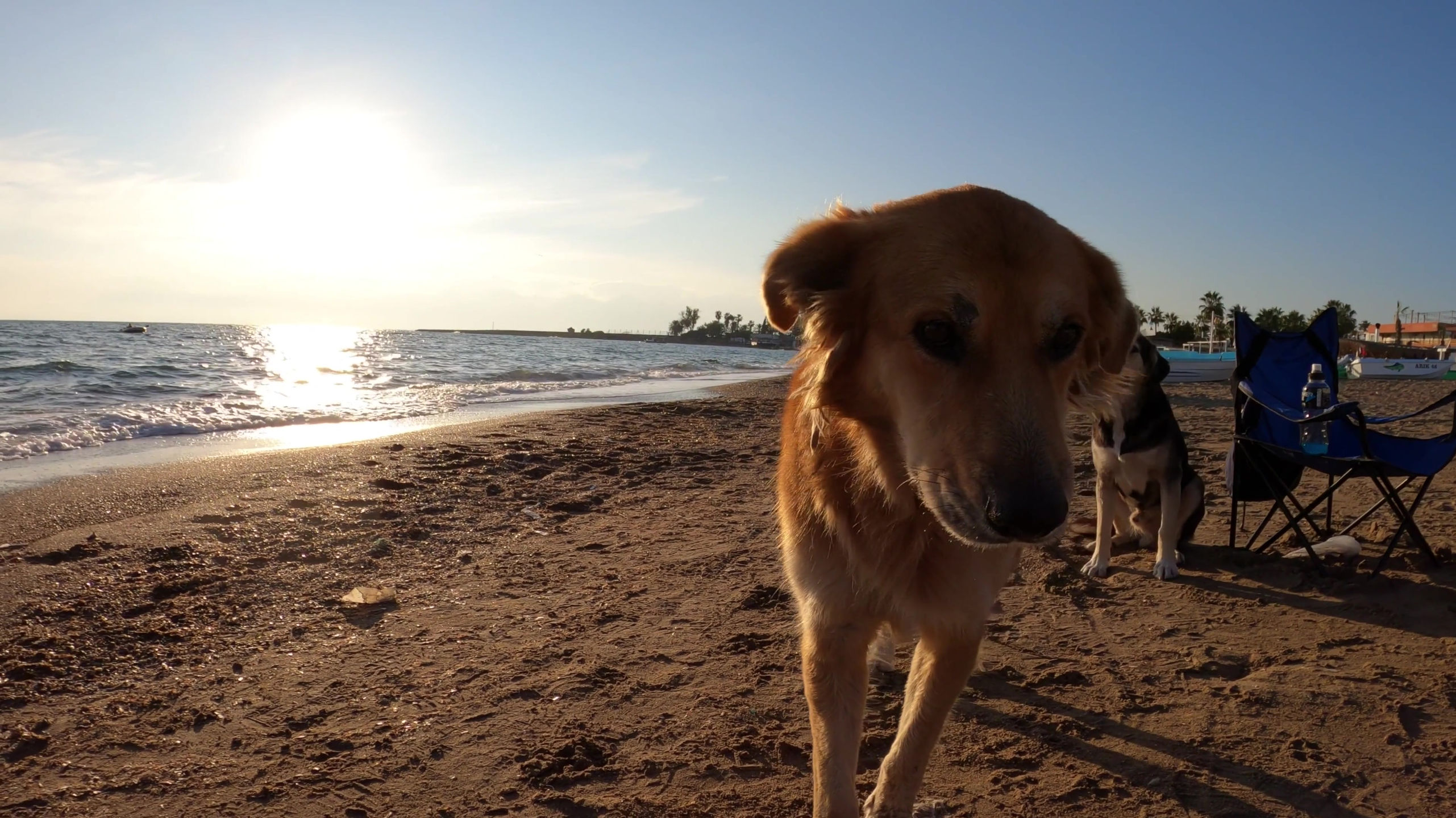 Dogs on the beach